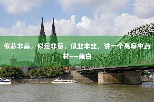 似蒜非蒜，似葱非葱，似韭非韭，讲一个高等中药材——薤白